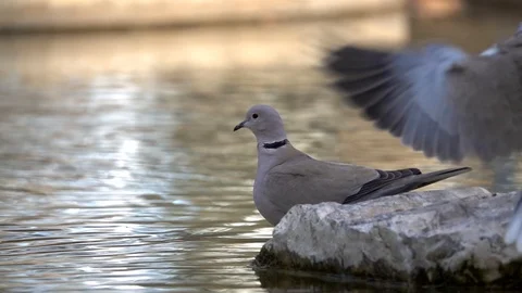Two pigeons flying and drinks water slow motion Video stock 86489353