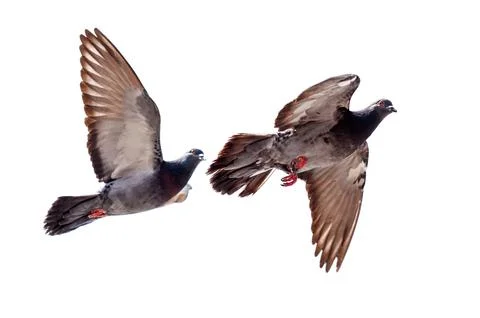 Two pigeons flying in the sky, one of them is eating Stock Photos