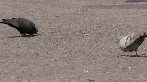 Two Pigeons Stock-Footage 5504231