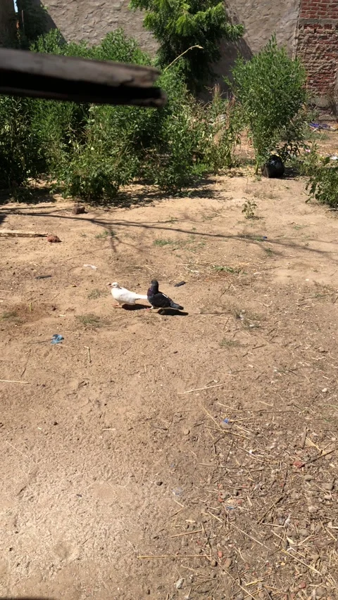 Two pigeons. Stock Footage 220662747