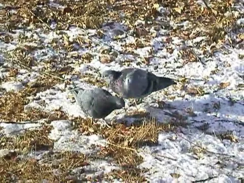 Two pigeons Video stock 222593112