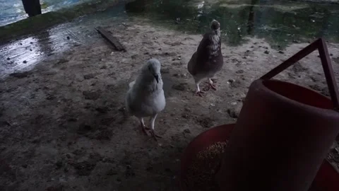 Two pigeons Stock Footage 250609350