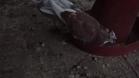 Two pigeons Stock Footage 250609489