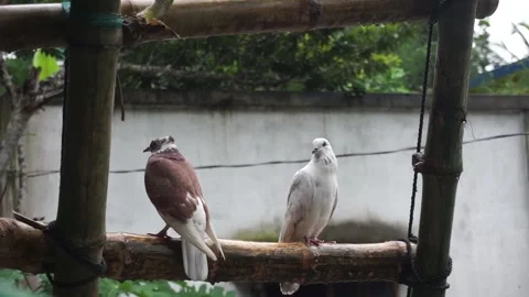 Two pigeons Stock Footage 250610493