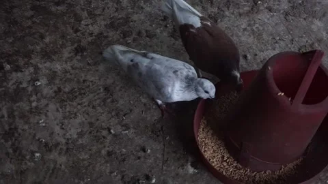 Two pigeons Stock Footage 250610511