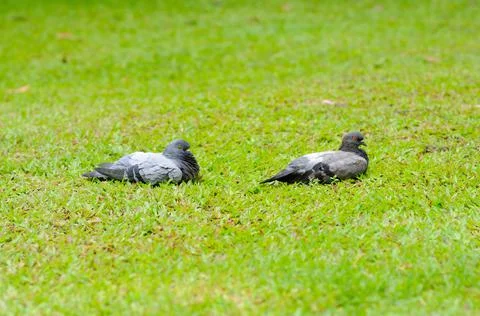 Two Pigeons on the Grass Stock Photos