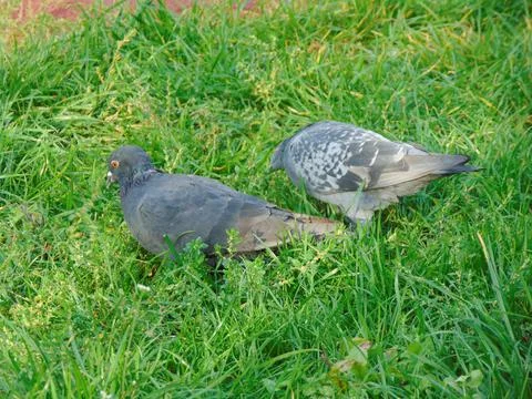 Two pigeons in the grass in Romania 库存照片