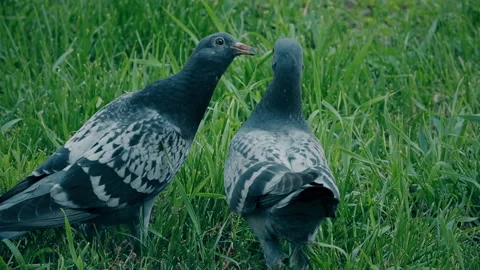 Two pigeons on the green grass on a summer day Stock Footage 114075205