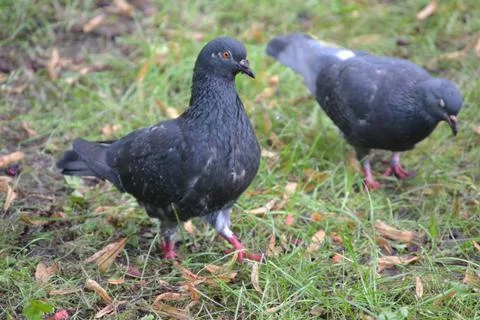 Two pigeons on the ground are looking for food Stock Photos