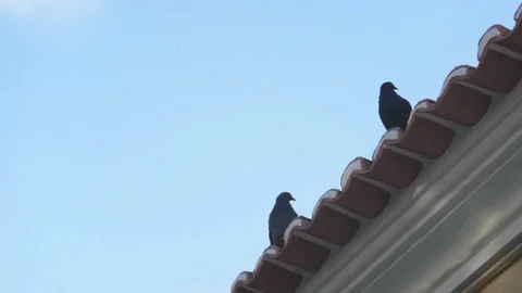 Two Pigeons Hang Out on Top of a Roof in the Morning and Walk Out The Frame Video stock 213978730