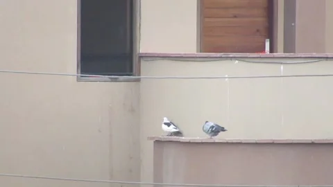 Two pigeons on a house crossing each other 스톡 동영상 157812945