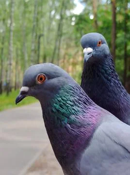 Two pigeons one after another close-up in the park. The background is blurry Foto stock