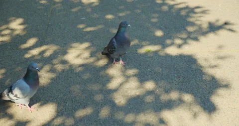 Two pigeons in park Video stock 144417297