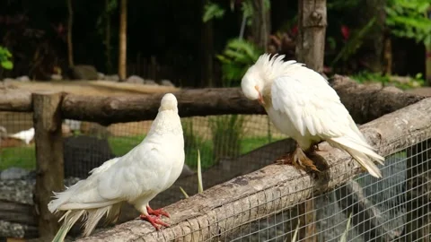 Two pigeons in the park Stock Footage 297739479