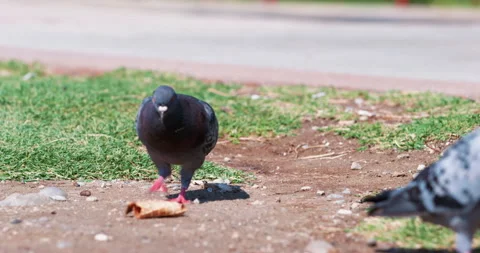 Two pigeons in park on grass peck food, play with a dry leaf Search for food Video stock 255543751