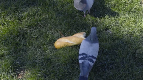 Two Pigeons Peck At Loaf Of Bread In Grass Video stock 56872869