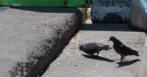 Two pigeons peck seed husks on a sunlit quay, urban waterfront close-up. Stock Footage 320029062