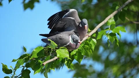 Two pigeons perched on a branch, flapping their wings in a playful fight Stock Footage 288767774