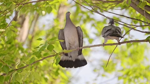 Two pigeons perched on a branch, flapping their wings in a playful fight Stock Footage 291327030