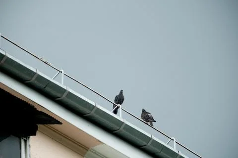 Two pigeons perched on the edge of a rooftop under a dramatic cloudy sky Stock Photos