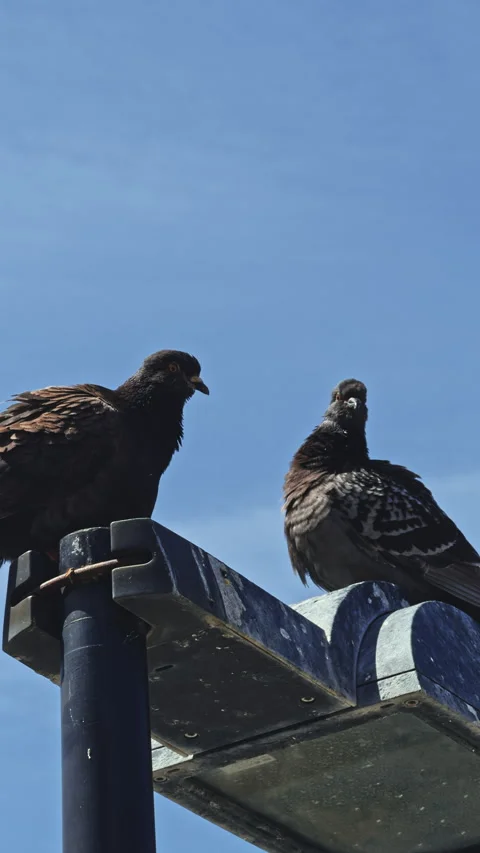 Two pigeons perched on a metal structure Stock Footage 277698095