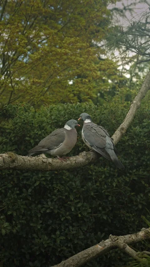 Two pigeons perched on mossy branch Stockbeeldmateriaal 335950685