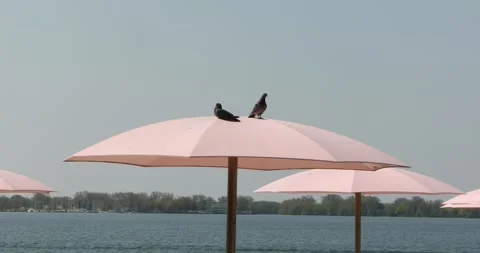 Two pigeons perched on a pale pink beach umbrella by the water Stock-Footage 320022164