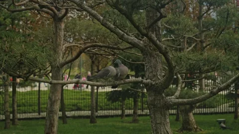 Two Pigeons Perched On Pine Branch Amid Park Railing 스톡 동영상 335950461