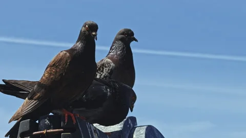 Two pigeons perched under a clear sky Stock Footage 278043381