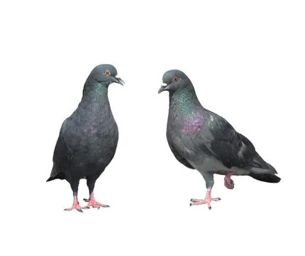 Two pigeons 스톡 사진