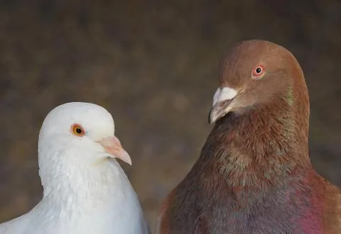 Two pigeons Stock Photos