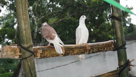 Two pigeons Stock Photos