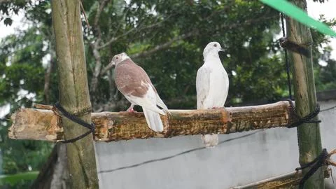Two pigeons Stock Photos