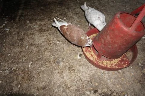 Two pigeons Stock Photos