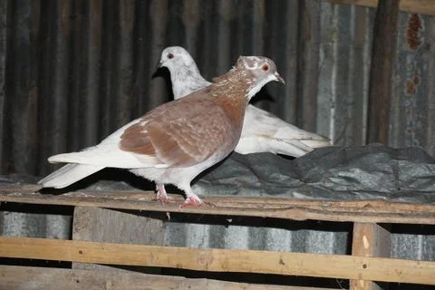 Two pigeons Stock Photos