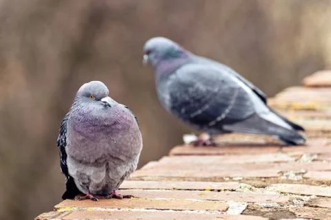 Two pigeons posing on bricks border Stock Photos