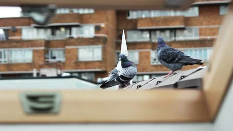 Two Pigeons Preening Their Feathers. Stock Footage 201006355