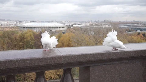 Two pigeons on the railing. Viewpoint. Moscow Stock Footage 128957662