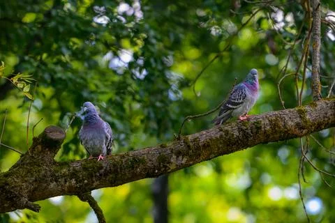 Two pigeons rest on a mossy tree branch. Green leaves blur softly behind them Stock Photos