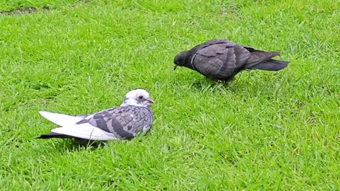 Two pigeons resting and foraging on vibrant green grass in a park Stock Footage 337226783