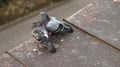 Two pigeons on the roof clean feathers and communicates with each other HD Footage