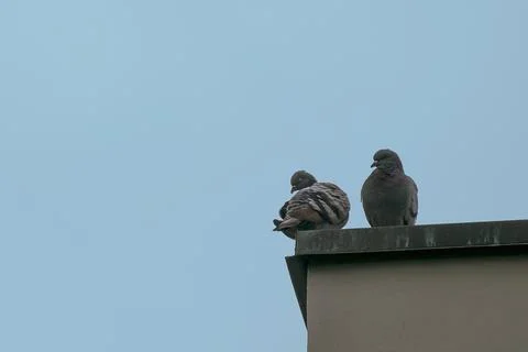 Two pigeons on a roof Stock Photos