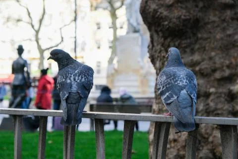 Two pigeons sat on a railing facing away, towards a park, in London, UK. Stock Photos
