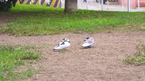 Two pigeons scratching their backs and wings Stock Footage 155262731