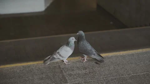 Two pigeons show affection towards each other Video stock 134024365