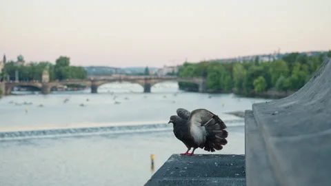 Two pigeons sit and clean feathers on historic Prague bridge stone parapet Stock-Footage 341984259