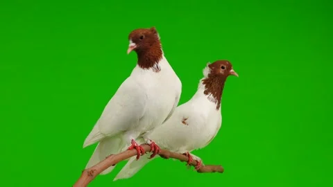 Two pigeons sit on a branch and peel a green screen Vidéo 94568115