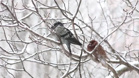 Two pigeons sit on branch at winter snowing day Video stock 45980905