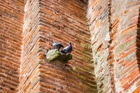 Two pigeons sit on a ledge of a brick wall . Stock Photos