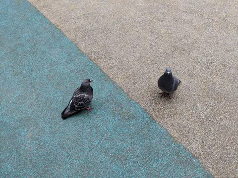 Two pigeons sit on a platform divided into two halves of different color. Foto stock